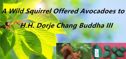 H.H.Dorje Chang Buddha III